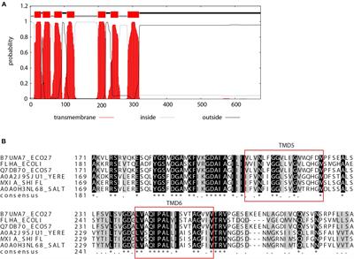 The Role of the Membrane-Associated Domain of the Export Apparatus Protein, EscV (SctV), in the Activity of the Type III Secretion System